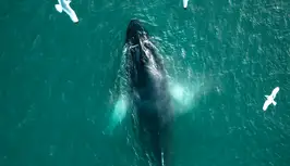 Whales in Reykjavík