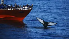 4_Humpback_boat_1.original.format-jpeg.jpg