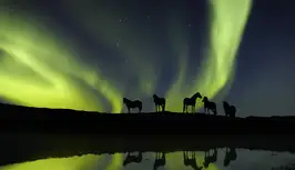 northernlightshorses.png