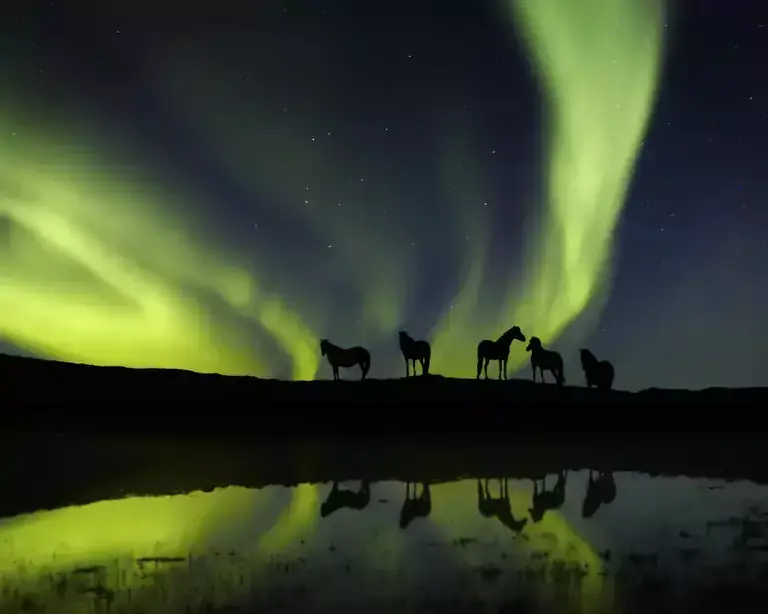 Horses under northern lights